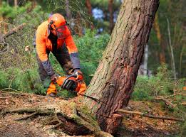 Best Tree Trimming and Pruning  in West Yellowstone, MT